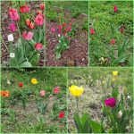tulipany 5