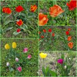 tulipany 7